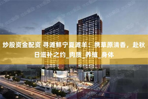 炒股资金配资 寻滩鲜宁夏滩羊：携草原清香，赴秋日滋补之约_肉质_养殖_身体